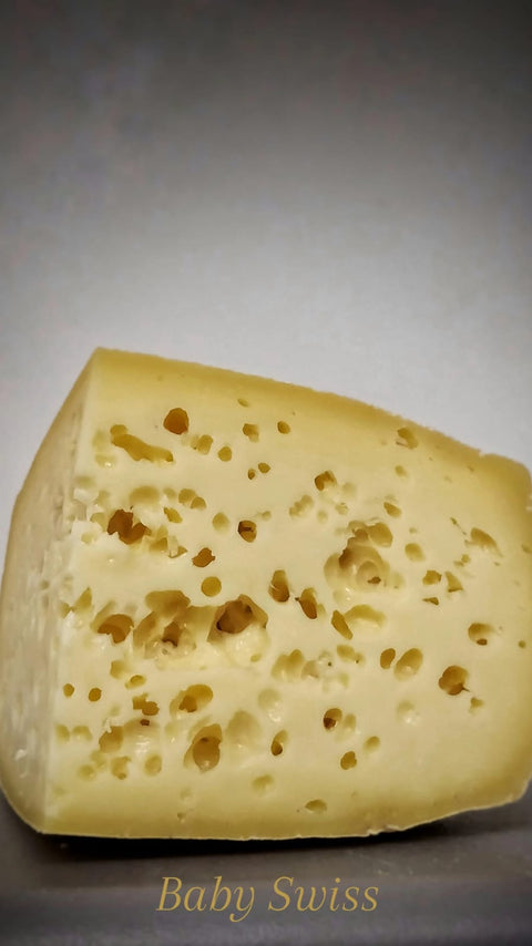 Baby Swiss - 'Lacy Lucy'
